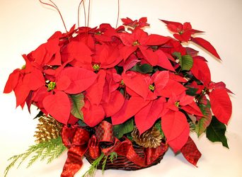 Christmas Tradition from Mockingbird Florist in Dallas, TX